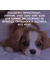 (Стр. 15)
